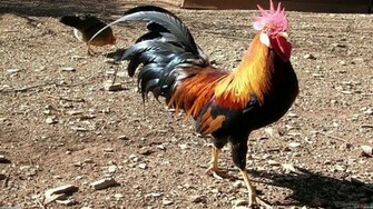 Big Rooster Wallpaper Open Walls