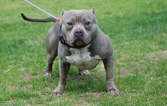 American Pitbull Wallpaper Animals Library