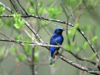 Lovely Birds Wallpaper Bird In Spring Vol No