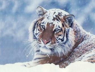 Wild Cats Wallpaper African Tigers Background