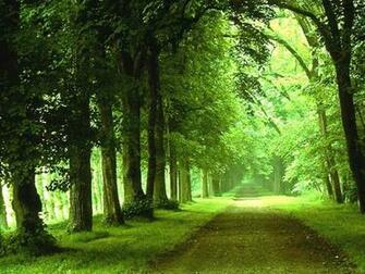 Wallpaper Natural Beauty