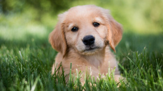 Beautiful Dog Puppy 4k Wallpaper HD Image