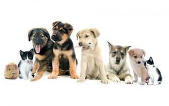 Dogs Cat Full HD Desktop Background Wallpaper Large