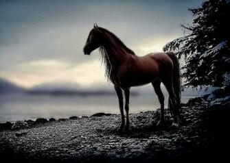 Dark Horse Wallpaper Sunset All HD