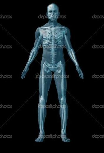 Human Anatomy Organs Back Image
