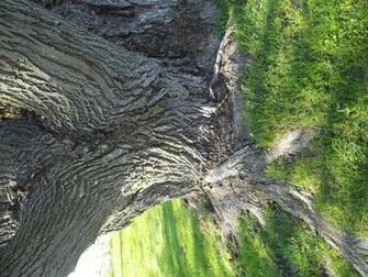 Tree Trunk Wallpaper