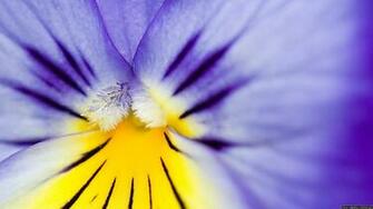 Close Up Flowers Wallpaper