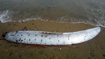 Conservation Workers Discover Foot Oarfish Washed Up On Beach