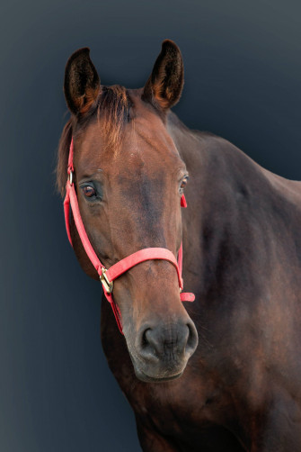 Horse Face Wallpaper