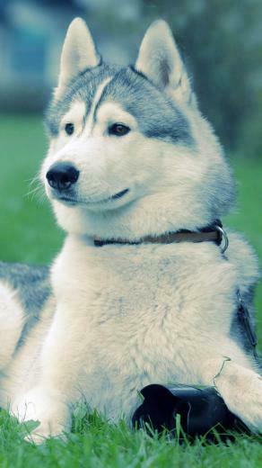 Husky On The Grass 3wallpaper iPhone Les Wallpaper Du