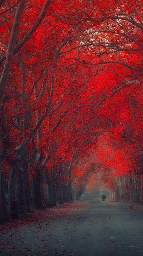Red Trees Wallpaper iPhone