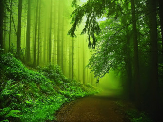 Green Nature Wallpaper HD