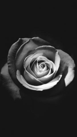 iPhone Wallpaper Black Rose Teahub Io