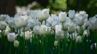 White Tulips Wallpaper