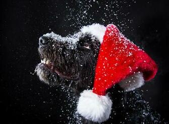 Pictures Dogs Christmas Winter Hat Snow Snout Animal Black