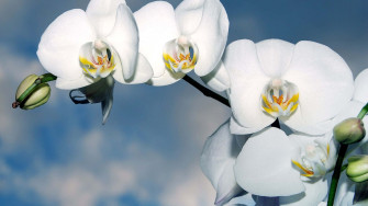 White Orchids Against A Blue Sky Wallpaper
