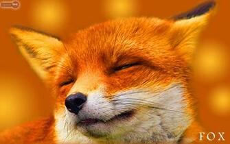 Fox Wallpaper Baby Fennec Background