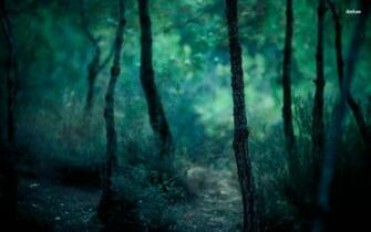 Dark Forest Wallpaper