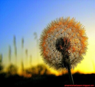Dandelion For Sunset Flower Desktop Wallpaper