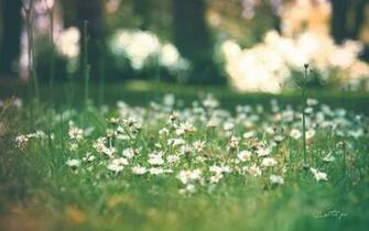 Daisy Wallpaper