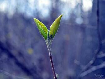 Plant Gaining New Life In Spring Wallpaper