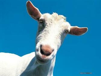 Up Animal Photos Goofy Farm Animals Funny Farmyard Wallpaper