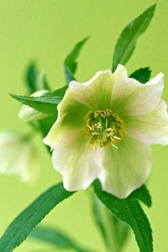 Description Get High Quality White Color Flower Cell Phone Wallpaper