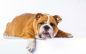 Lazy English Bulldog Wallpaper
