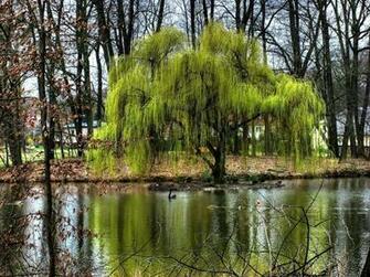 Weeping Willow Wallpaper