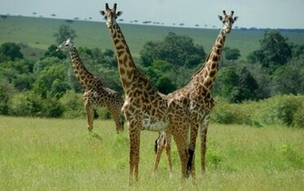 Giraffes Wallpaper