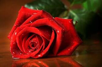 HD Rose Flower Nature Red Flowers