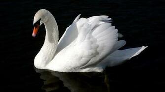 Swan Wallpaper Desktop HD