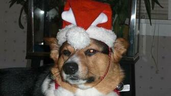 The Daily Corgi Holiday Photos Christmas Corgis Continued