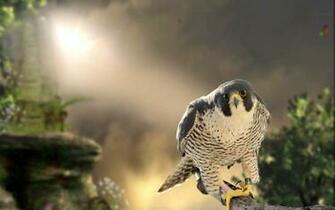 Falcon Hunting Wallpaper