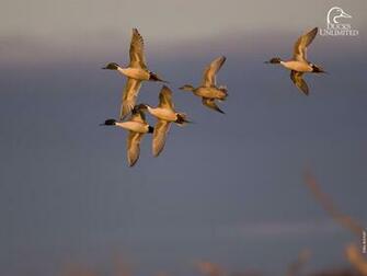 Waterfowl Computer Wallpaper On