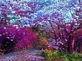 Colorful Nature Wallpaper