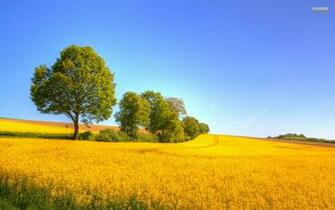 Yellow Rapeseed Field Wallpaper Stock Photos