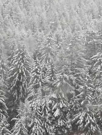 Original iPhone Pine Trees Wallpaper