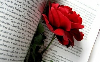 Fondos De Flores En HD Rosa Roja Un Libro
