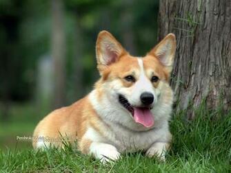 Pembroke Welsh Corgi Dogs And Puppies