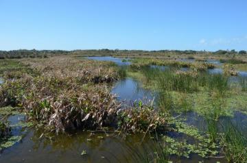 Marsh Wetlands Background Stock Photo Orig By Annamae22 On