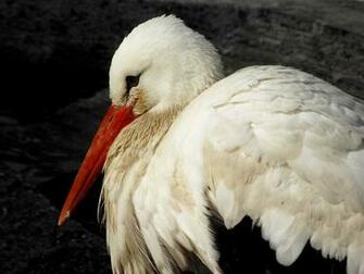 White Stork Desktop Pc And Mac Wallpaper