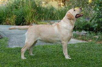 Yellow Labrador Retriever