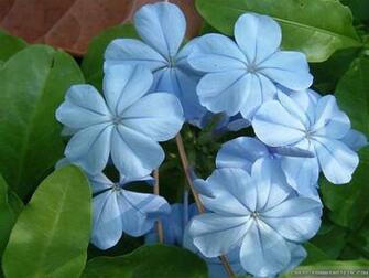 Light Blue Flower Wallpaper Image Pictures Becuo