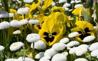 Wallpaper Pansy Flowers