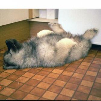 The World S Best Photos Of Keeshonden And Wolfspitz Hive Mind