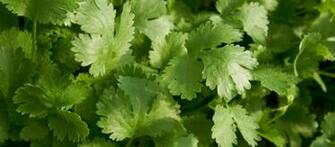 Cilantro Ways To Use The Superfood Kripalu