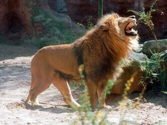 HD Lion Wallpaper