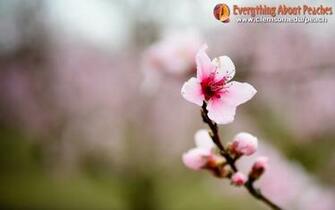 Everything About Peaches Wallpaper S
