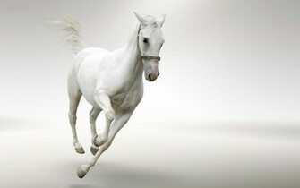 White Horse Wallpaper HD